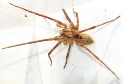 Zoropsis spinimana